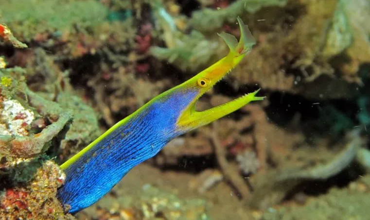  Esta especie de anguila nace macho, y se transforma paulatinamente en hembra 
